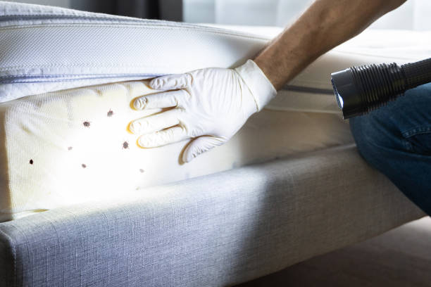 Best Flea Control Services  in Three Rivers, MI