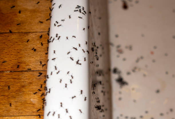 Three Rivers, MI Pest Control Company